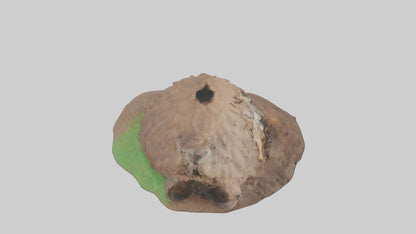 3D model Groundhog emerging from hole model VR / AR / low-poly