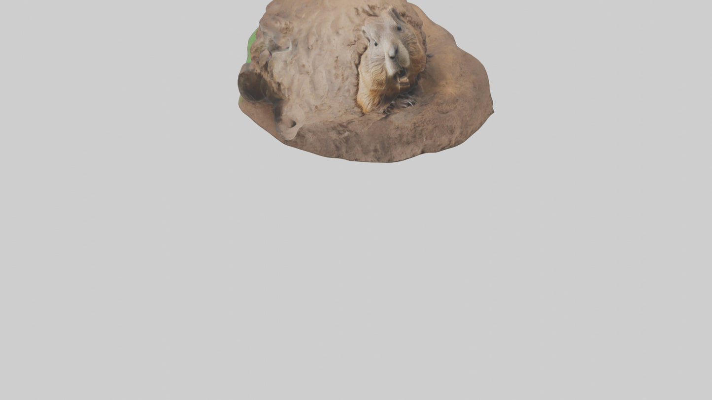 3D model Groundhog emerging from hole model VR / AR / low-poly