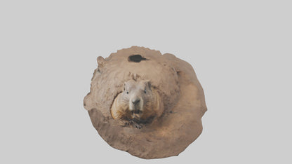 3D model Groundhog emerging from hole model VR / AR / low-poly