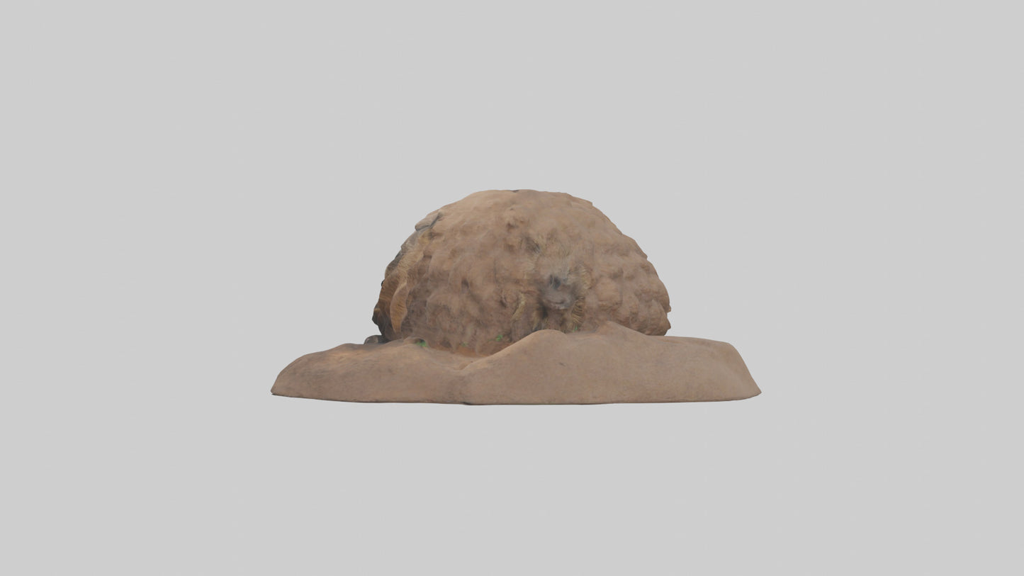 3D model Groundhog emerging from hole model VR / AR / low-poly