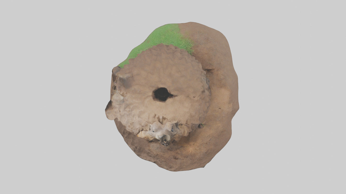 3D model Groundhog emerging from hole model VR / AR / low-poly