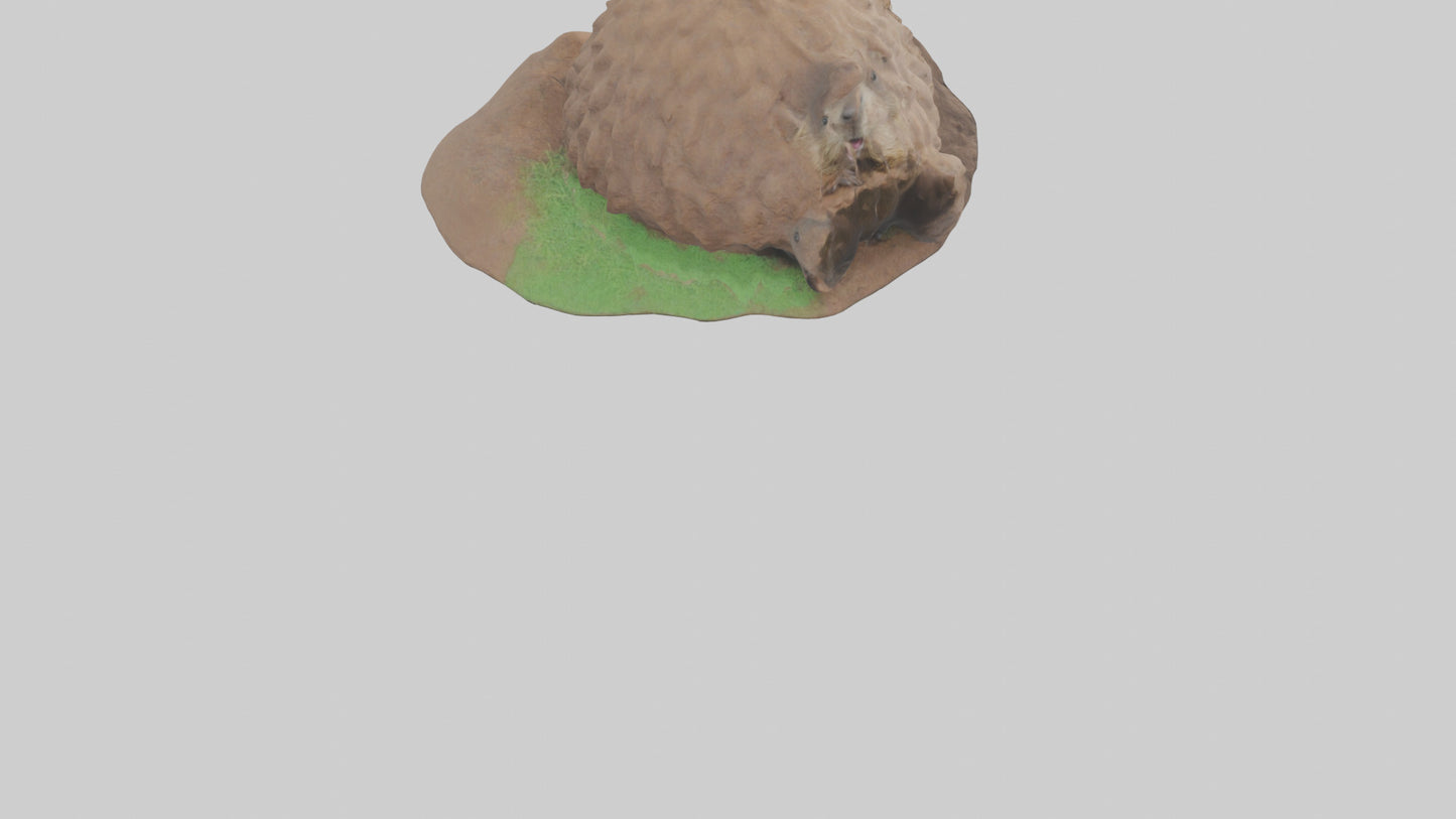 3D model Groundhog emerging from hole model VR / AR / low-poly