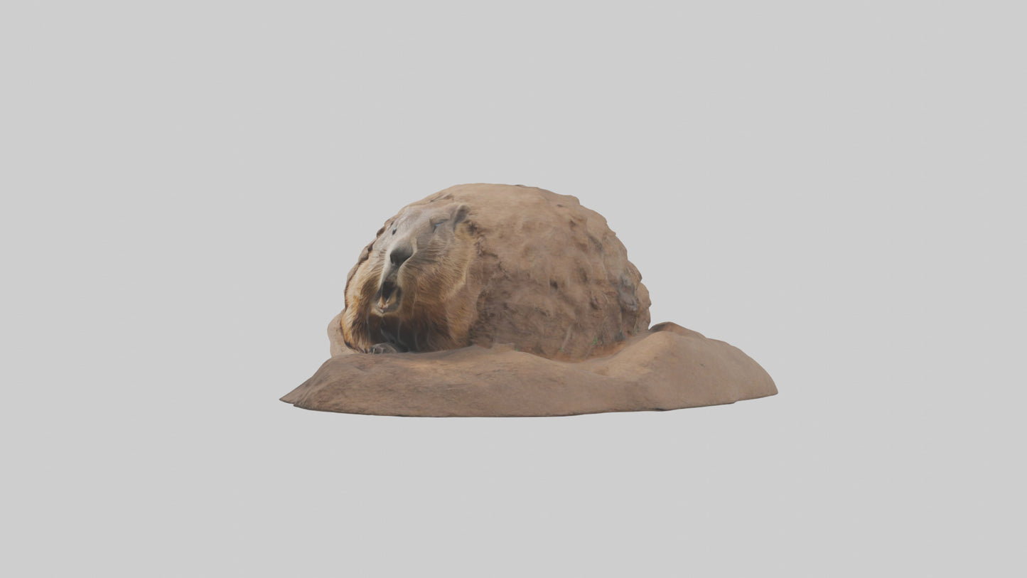 3D model Groundhog emerging from hole model VR / AR / low-poly