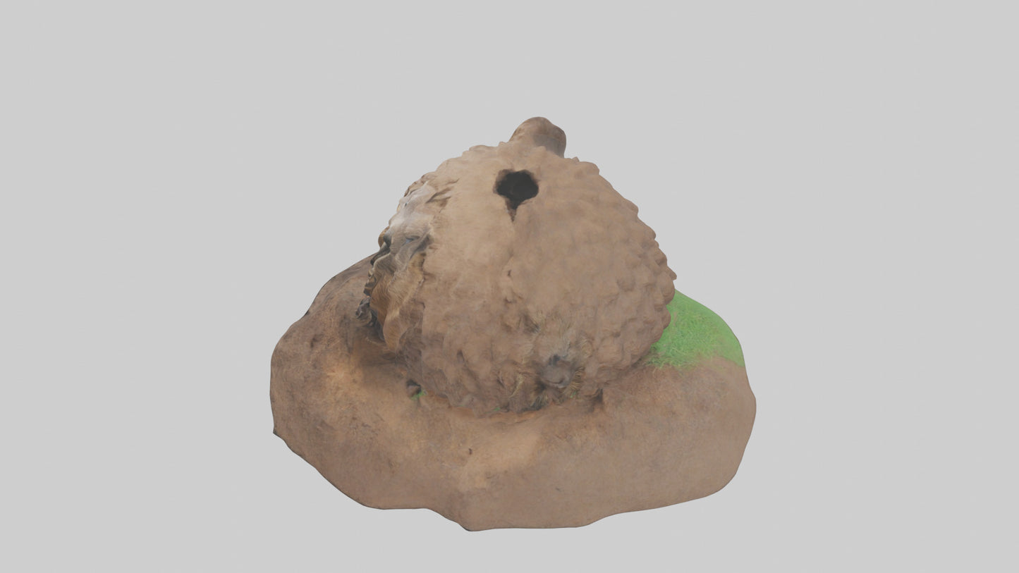 3D model Groundhog emerging from hole model VR / AR / low-poly