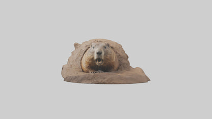 3D model Groundhog emerging from hole model VR / AR / low-poly