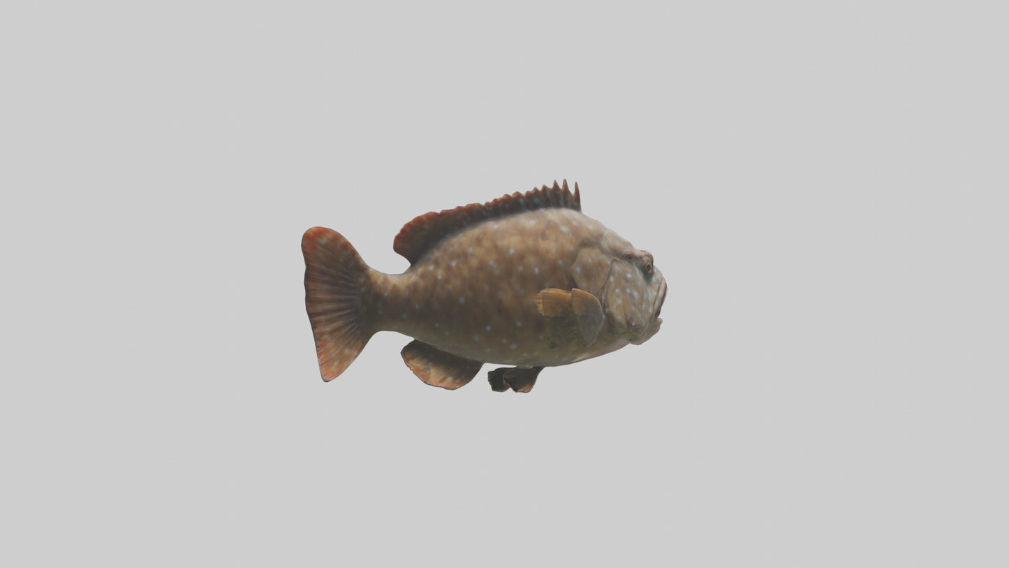 3D model Grouper lurking model VR / AR / low-poly