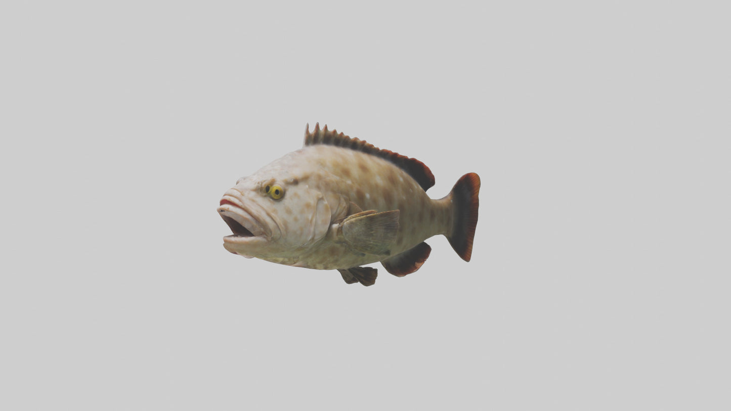 3D model Grouper lurking model VR / AR / low-poly