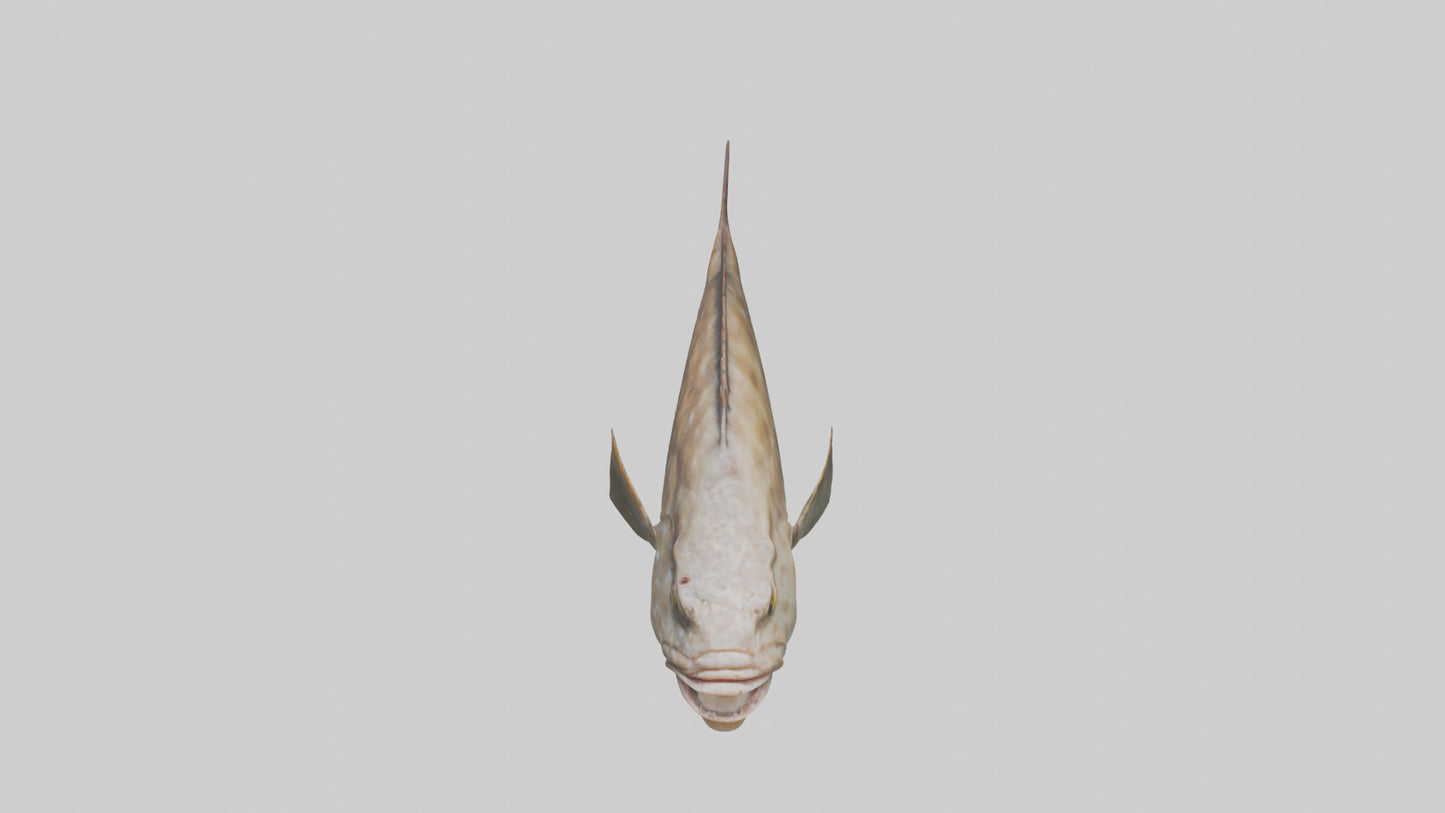 3D model Grouper lurking model VR / AR / low-poly