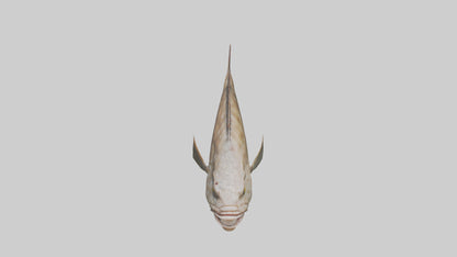 3D model Grouper lurking model VR / AR / low-poly
