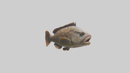 3D model Grouper lurking model VR / AR / low-poly
