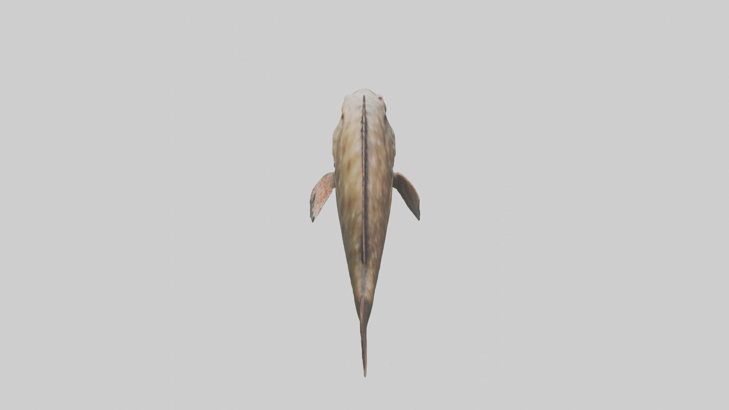 3D model Grouper lurking model VR / AR / low-poly