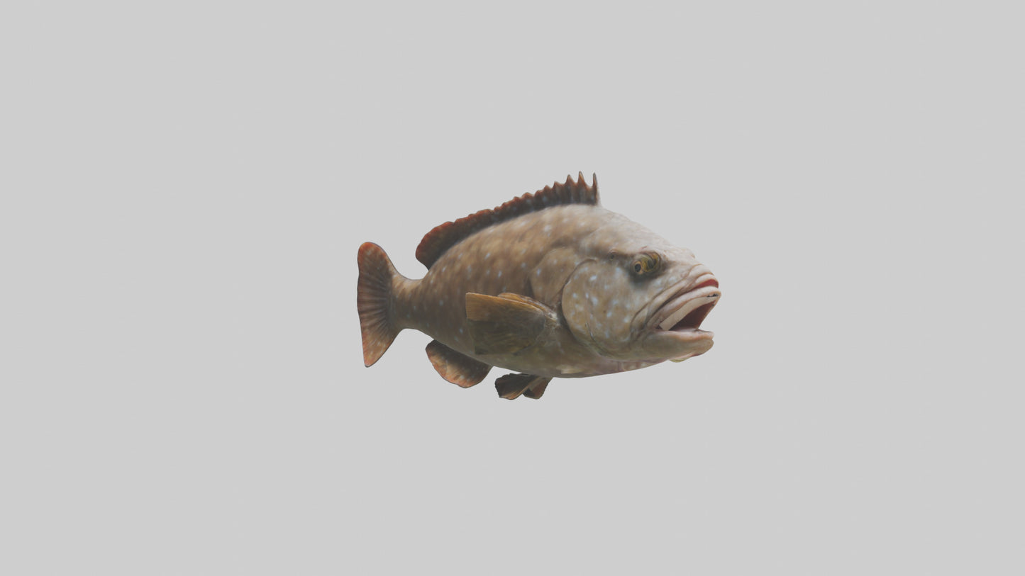 3D model Grouper lurking model VR / AR / low-poly