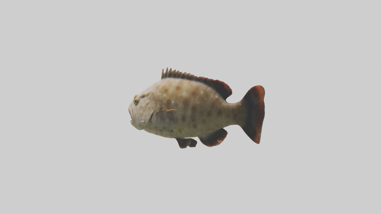 3D model Grouper lurking model VR / AR / low-poly