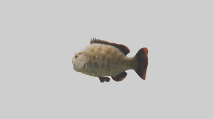 3D model Grouper lurking model VR / AR / low-poly