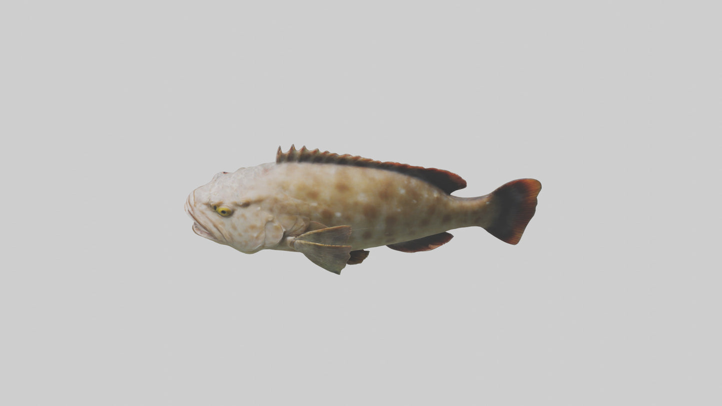 3D model Grouper lurking model VR / AR / low-poly