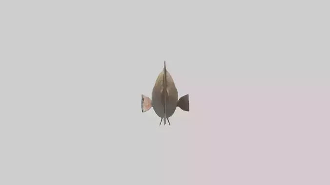 3D model Grouper lurking model VR / AR / low-poly