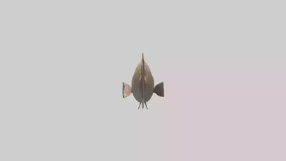 3D model Grouper lurking model VR / AR / low-poly