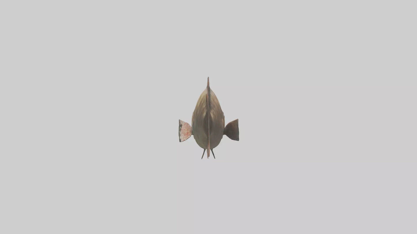 3D model Grouper lurking model VR / AR / low-poly