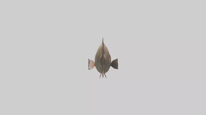 3D model Grouper lurking model VR / AR / low-poly