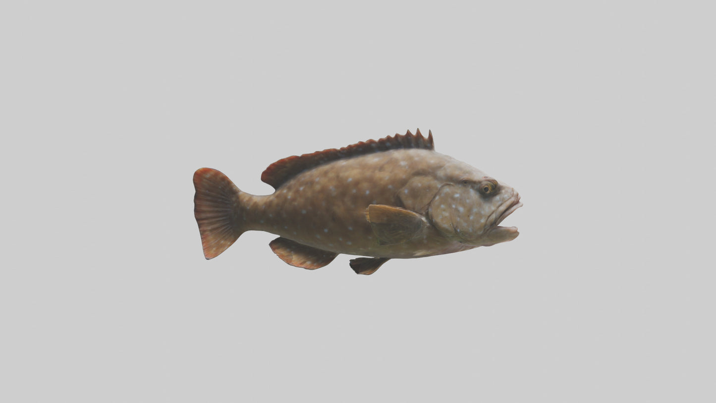 3D model Grouper lurking model VR / AR / low-poly