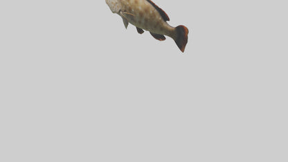 3D model Grouper lurking model VR / AR / low-poly