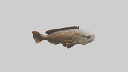 3D model Grouper lurking model VR / AR / low-poly