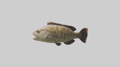 3D model Grouper lurking model VR / AR / low-poly