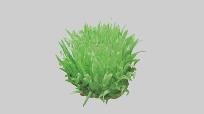 3D model Growing Grass Sculpture model VR / AR / low-poly