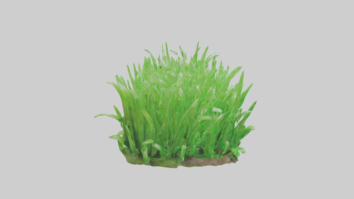 3D model Growing Grass Sculpture model VR / AR / low-poly