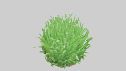 3D model Growing Grass Sculpture model VR / AR / low-poly