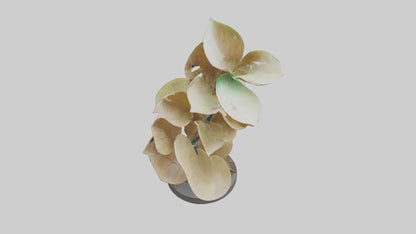 3D model Growing Leaf Spiral Sculpture model VR / AR / low-poly