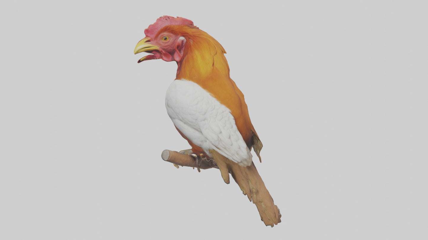 3D model Guianan CockoftheRock perched model VR / AR / low-poly