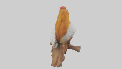 3D model Guianan CockoftheRock perched model VR / AR / low-poly