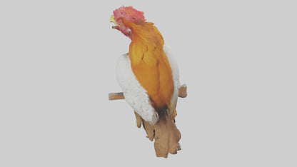 3D model Guianan CockoftheRock perched model VR / AR / low-poly