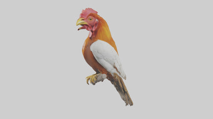 3D model Guianan CockoftheRock perched model VR / AR / low-poly