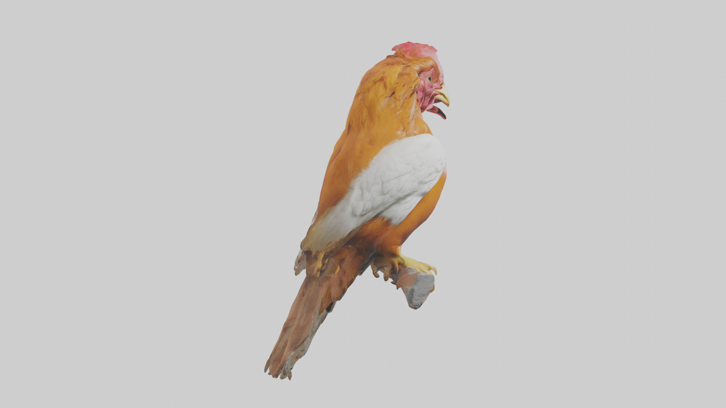 3D model Guianan CockoftheRock perched model VR / AR / low-poly
