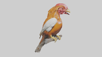 3D model Guianan CockoftheRock perched model VR / AR / low-poly