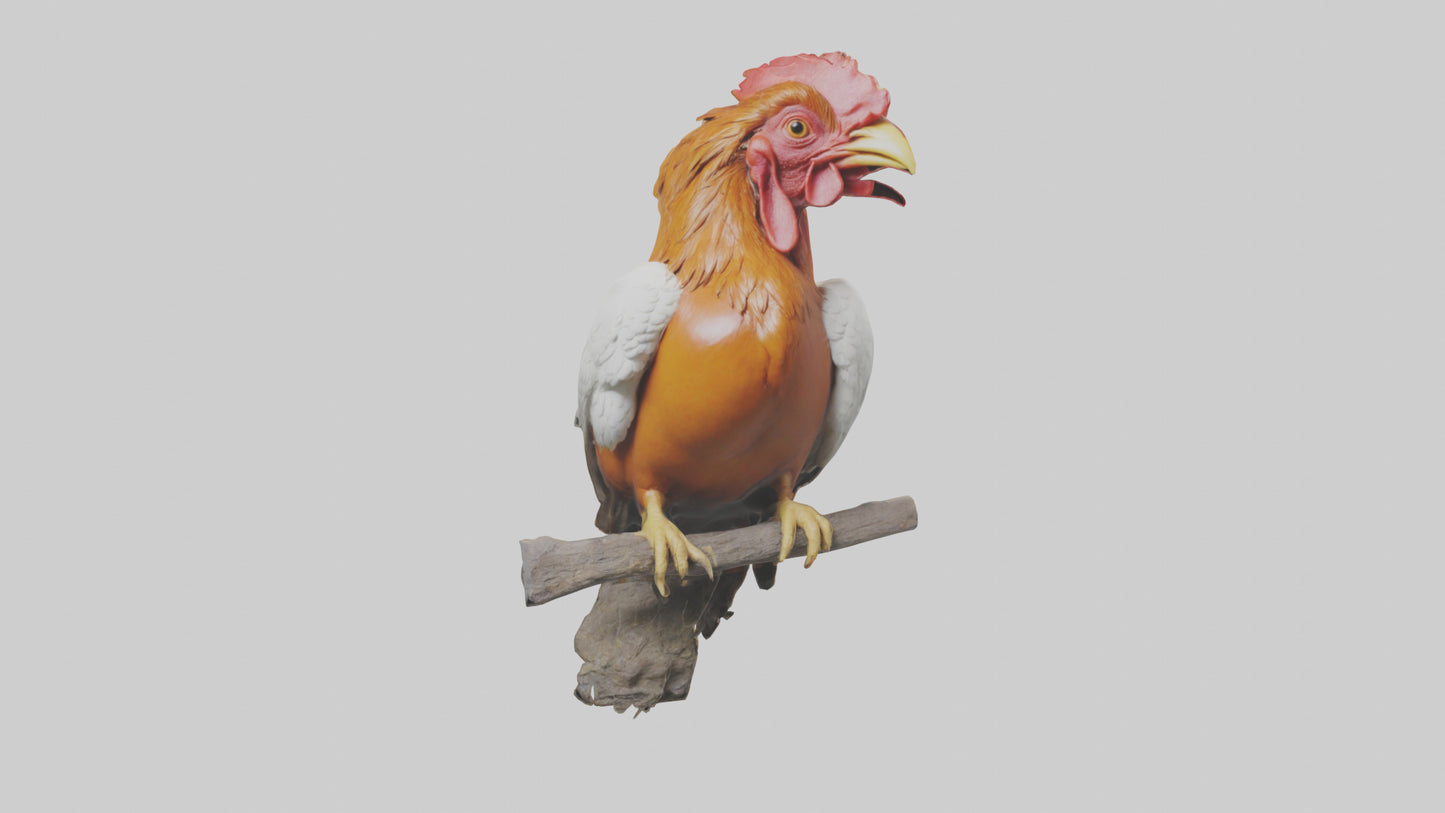 3D model Guianan CockoftheRock perched model VR / AR / low-poly