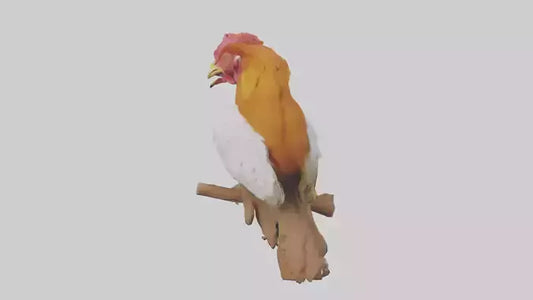 3D model Guianan CockoftheRock perched model VR / AR / low-poly