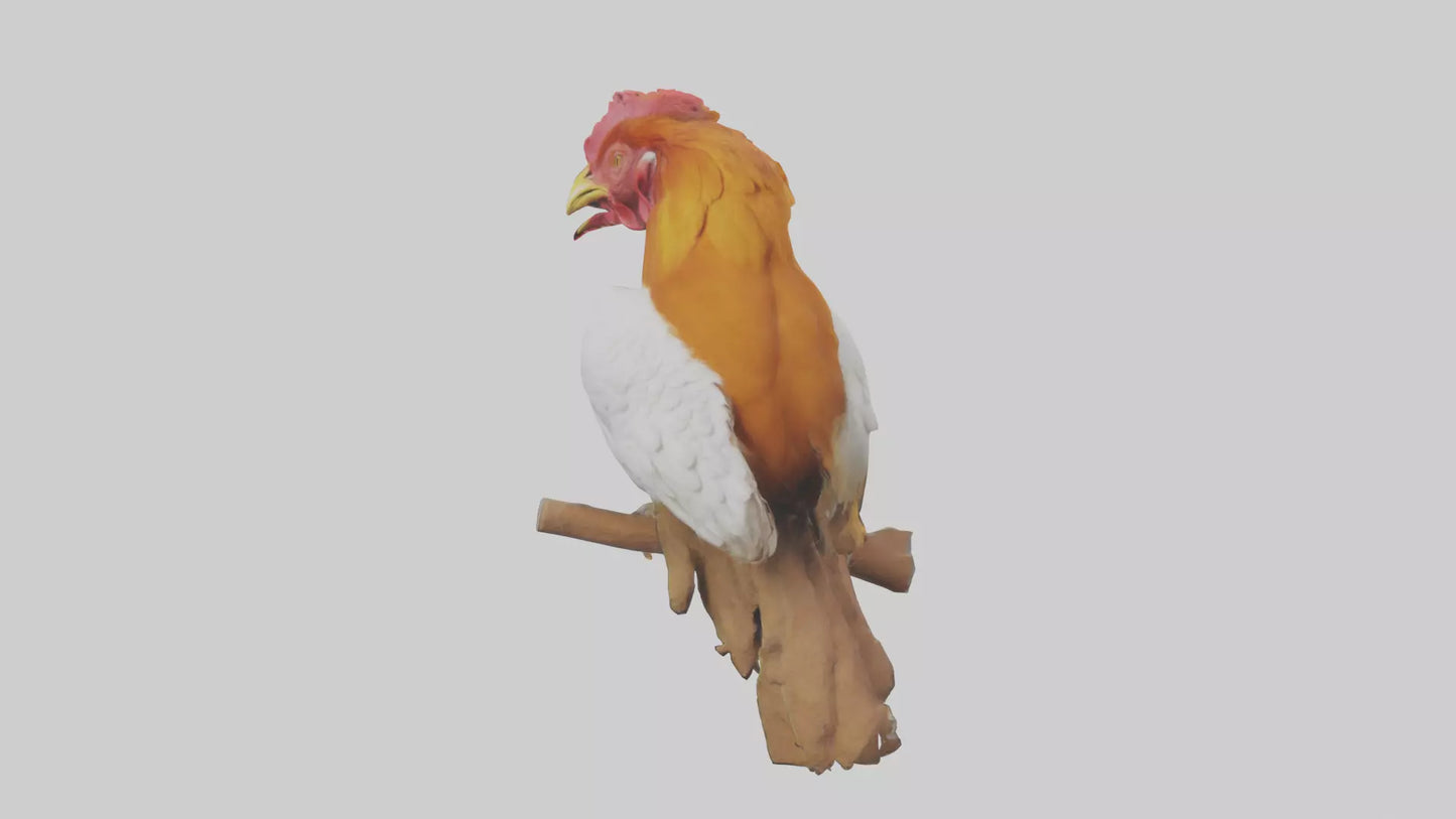 3D model Guianan CockoftheRock perched model VR / AR / low-poly
