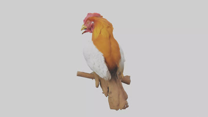 3D model Guianan CockoftheRock perched model VR / AR / low-poly