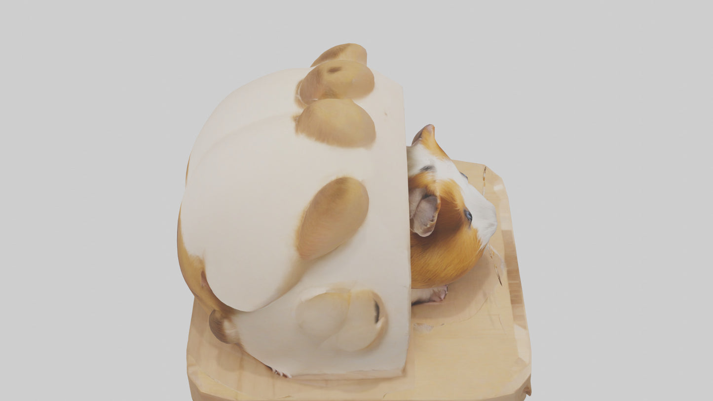 3D model Guinea Pig hiding model VR / AR / low-poly