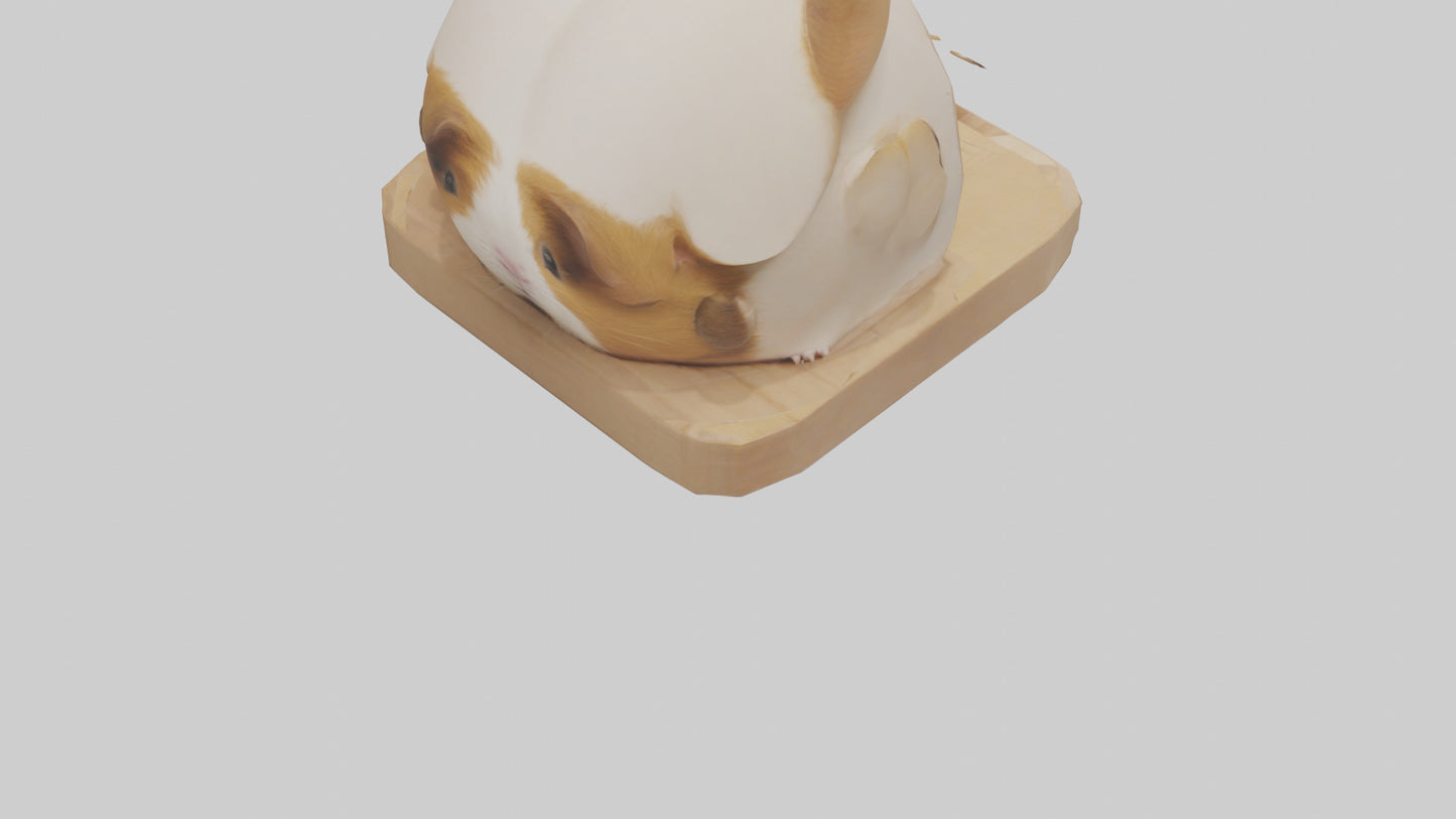 3D model Guinea Pig hiding model VR / AR / low-poly