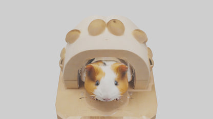 3D model Guinea Pig hiding model VR / AR / low-poly