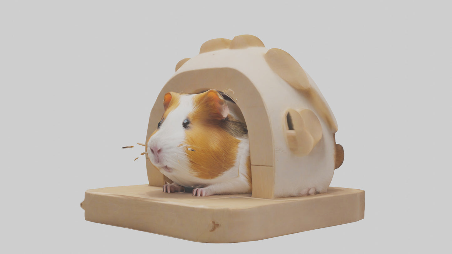 3D model Guinea Pig hiding model VR / AR / low-poly