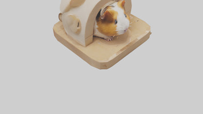 3D model Guinea Pig hiding model VR / AR / low-poly