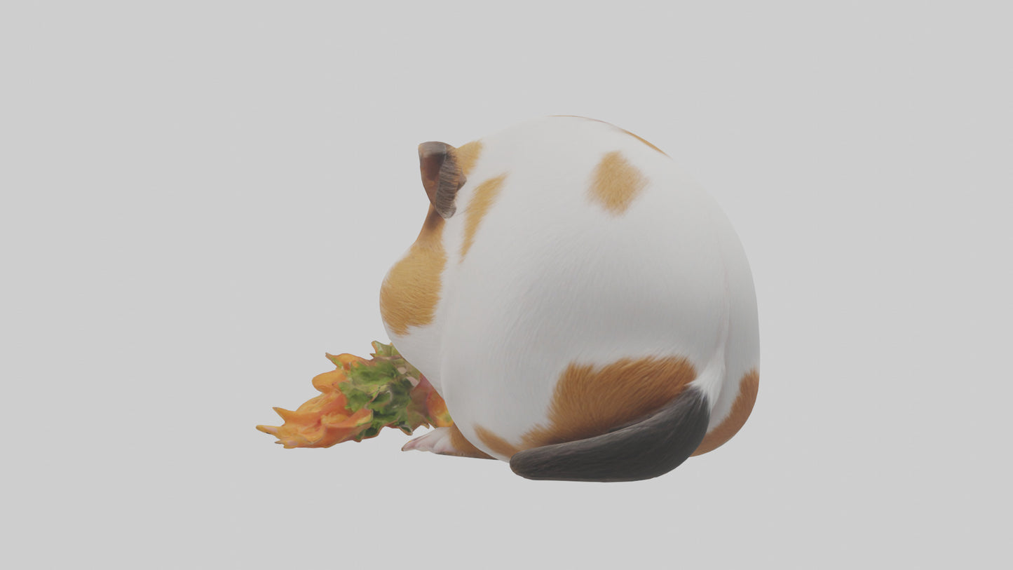 3D model Guinea Pig nibbling model VR / AR / low-poly