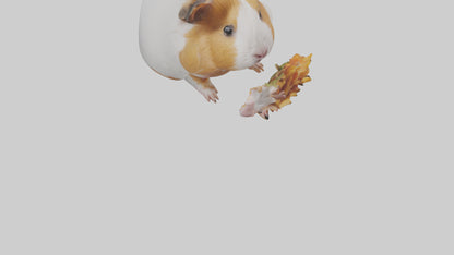 3D model Guinea Pig nibbling model VR / AR / low-poly