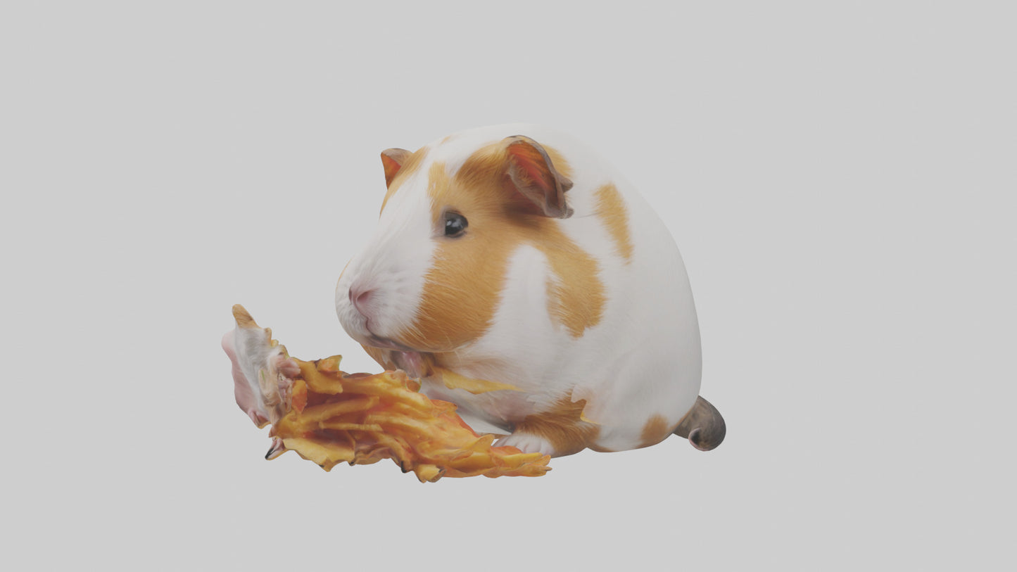 3D model Guinea Pig nibbling model VR / AR / low-poly