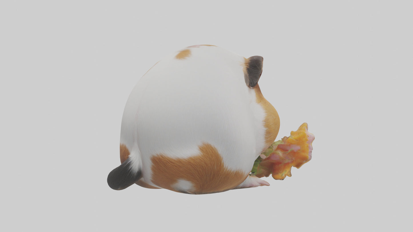 3D model Guinea Pig nibbling model VR / AR / low-poly